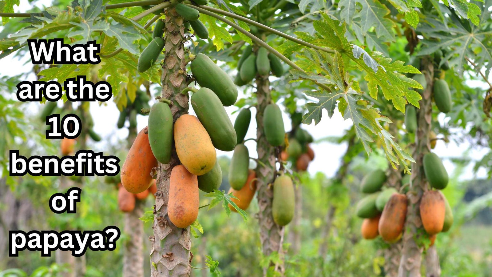 What are the 10 benefits of papaya?