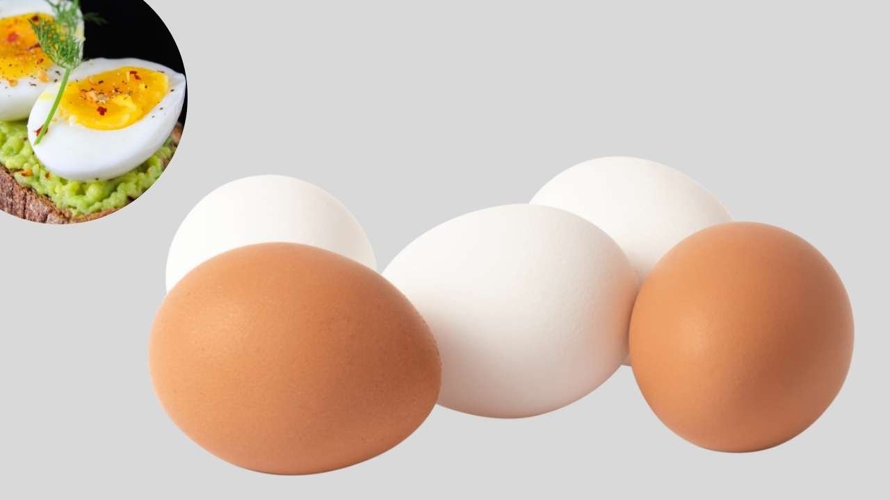 Protein in One Egg